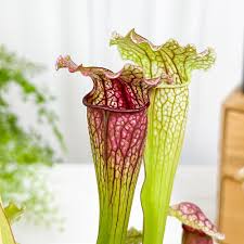 Саррацения Фиона (Sarracenia Philadelphia) D9см
