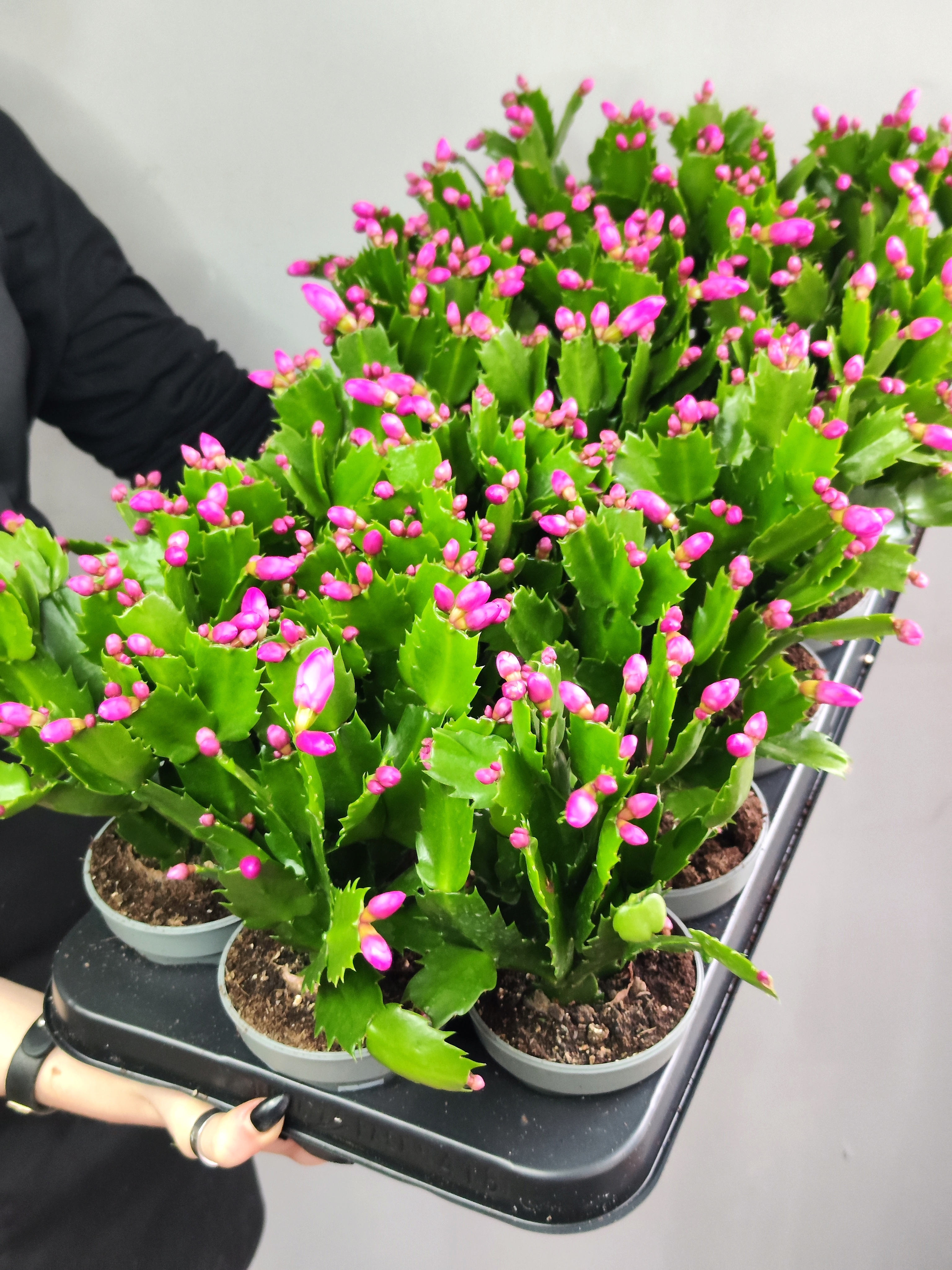 Декабрист Фиолетовый, или Шлюмбергера (Schlumbergera Tendenza Purple) D9см