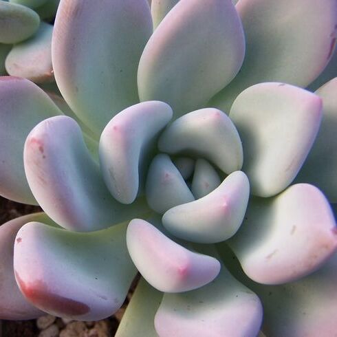 Пахиверия Опалина (Pachyveria Opalina) D5см