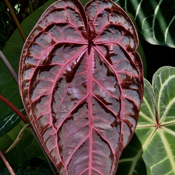 Антуриум Кристаллинум Ред (Anthurium Crystallinum Red) D12см