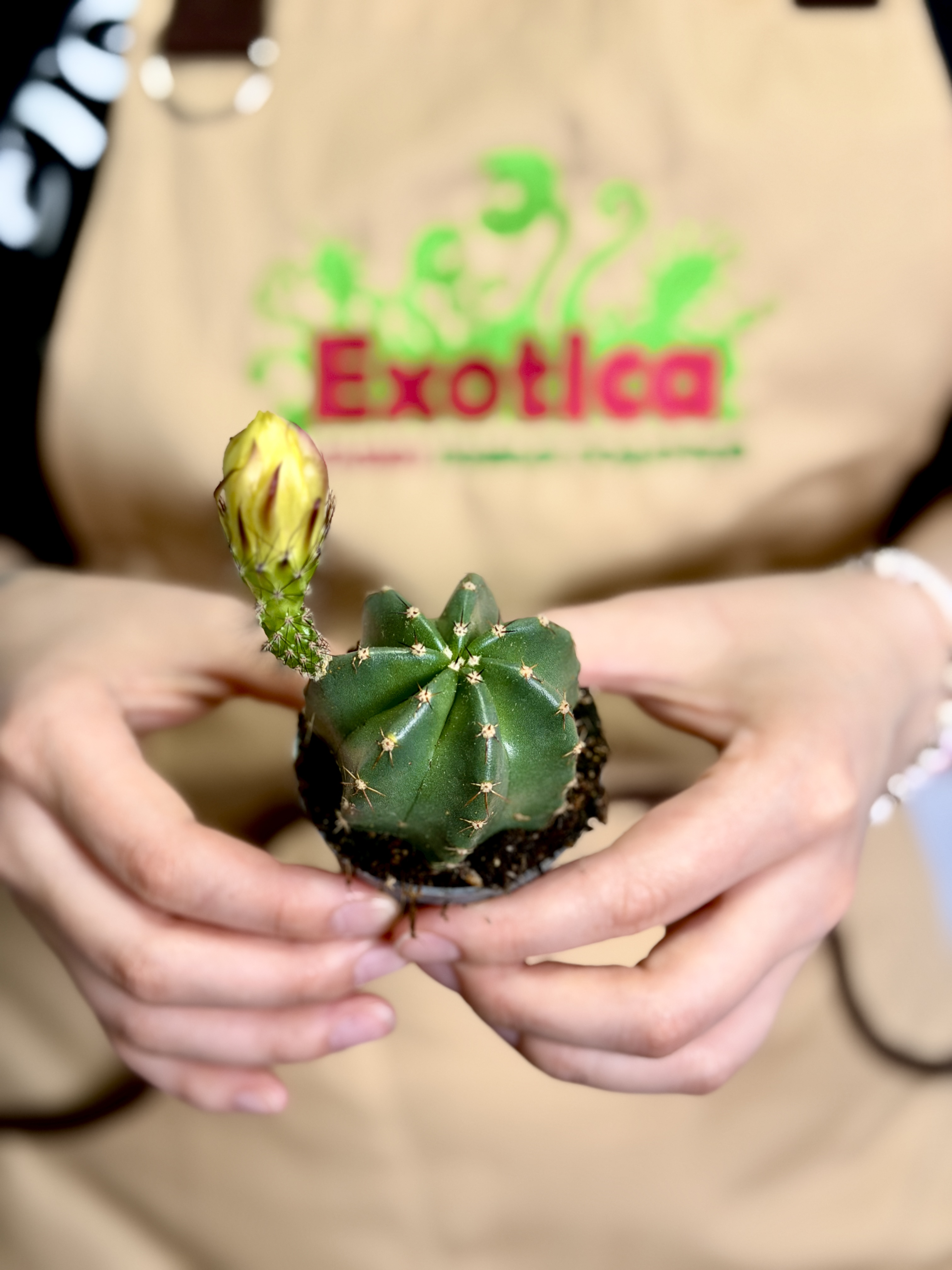 Эхиноцереус Субинермис, или Безколючковый (Echinocereus Subinermis) D6см
