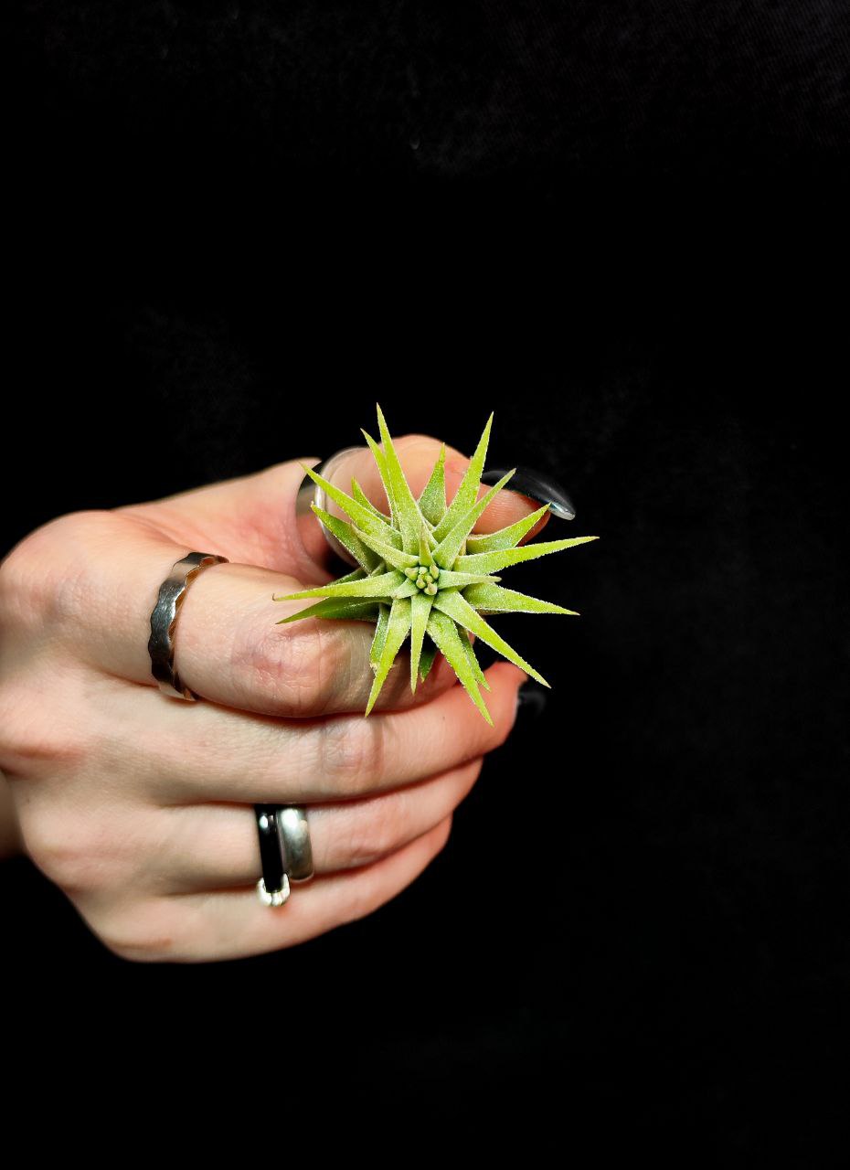 Тилландсия Ионанта Грин Мини (Tillandsia Ionantha Green Bonsai)