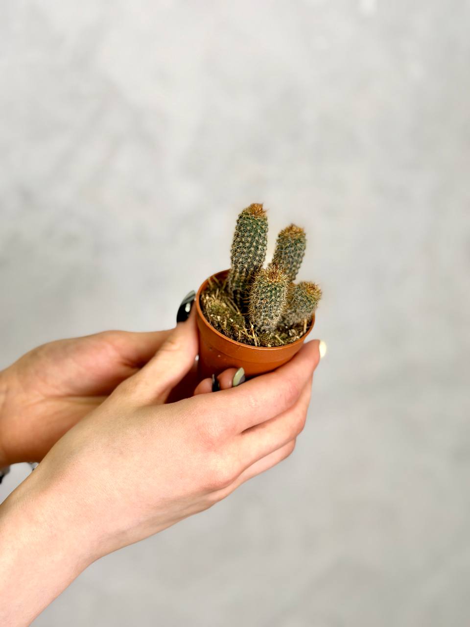 Кактус Сетиэхинопсис Мирабилис (Setiechinopsis Mirabilis) D5см