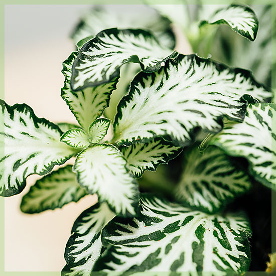 Фиттония Вайт Тигр (Fittonia White Tiger) D8,5см