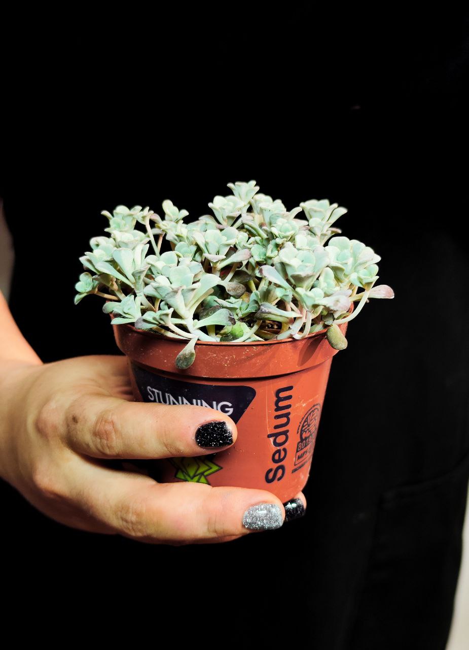 Седум Лопатчатолистный, или Седум Пурпуреум (Sedum Purpureum) D8см