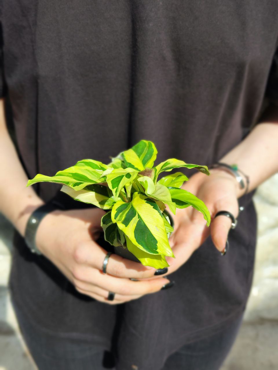 Калатея Йеллоу Фьюжин (Calathea Yellow Fusion) D6см