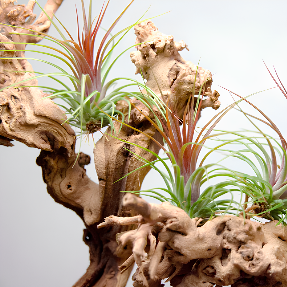 Тилландсия Рейнфорест Ред (Tillandsia Rainforest Red)