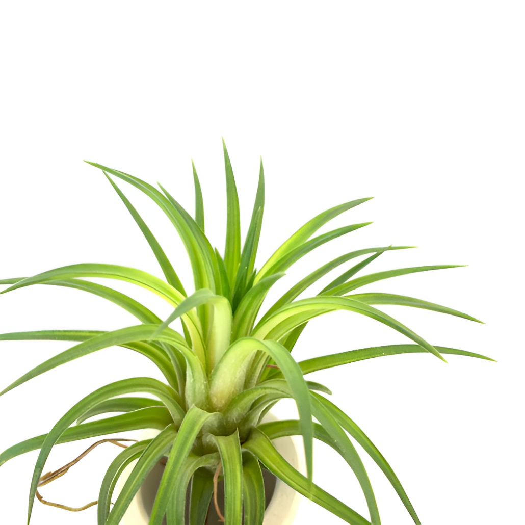 Тилландсия Ионанта Зеленая (Tillandsia Ionantha Green)