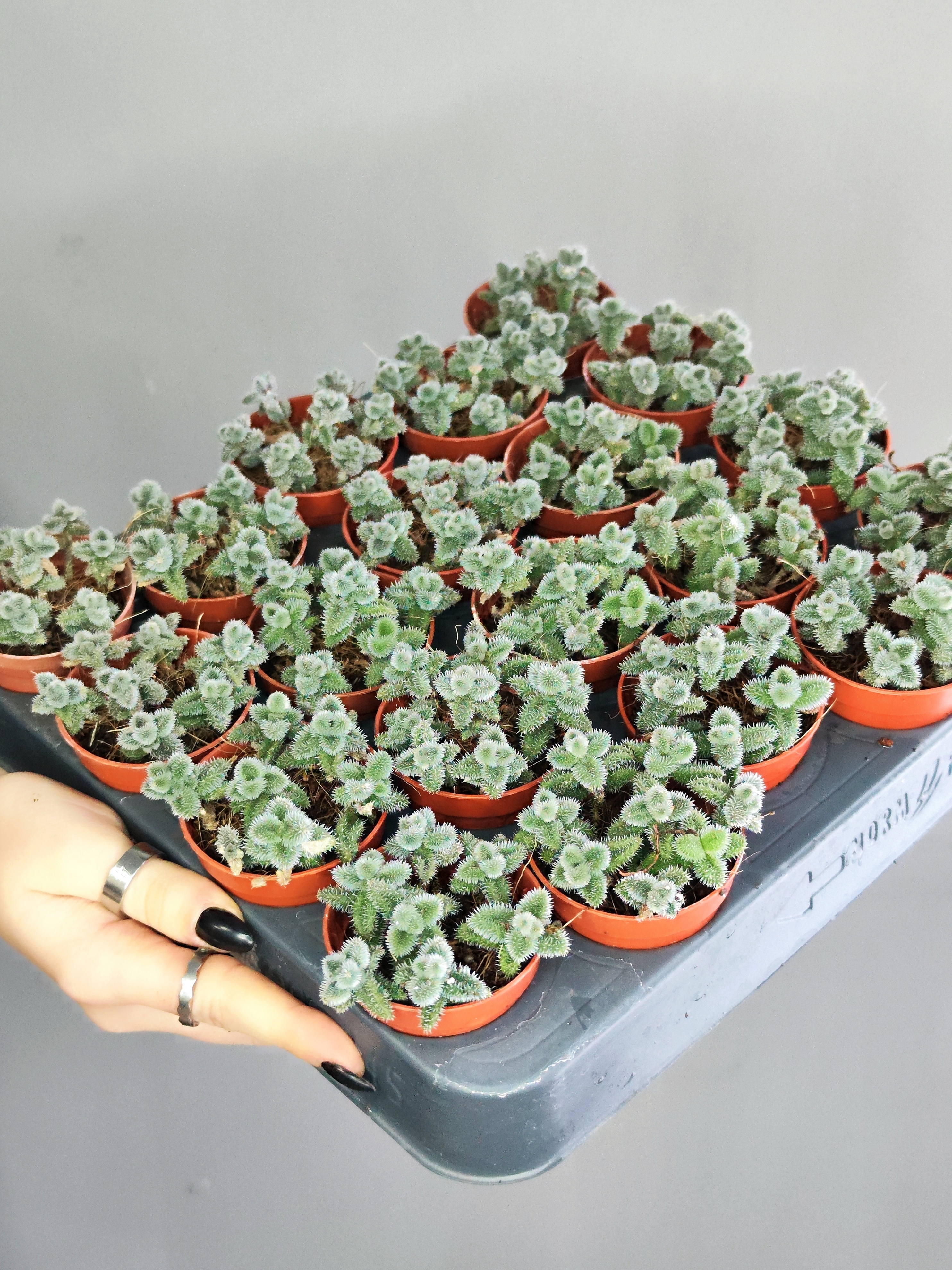 Делосперма Эхинатум (Delosperma Echinatum) D5см