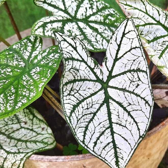 Каладиум Вайт Кристмас, или Белое Рождество (Caladium White Christmas) D12см