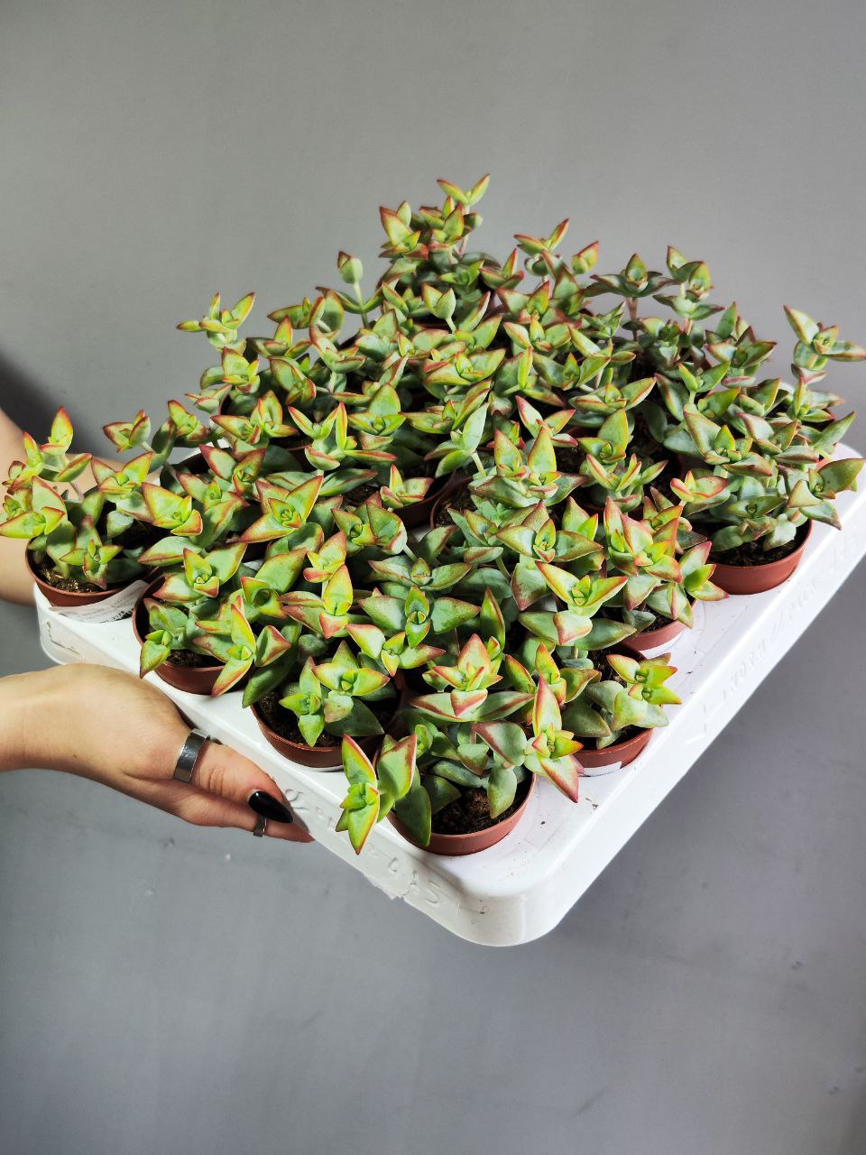 Крассула Перфората Красная (Crassula Perforata Hoshiotome) D5см