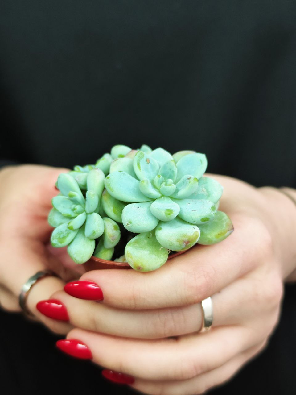 Седум Булавовидный (Sedum Clavatum) D5см
