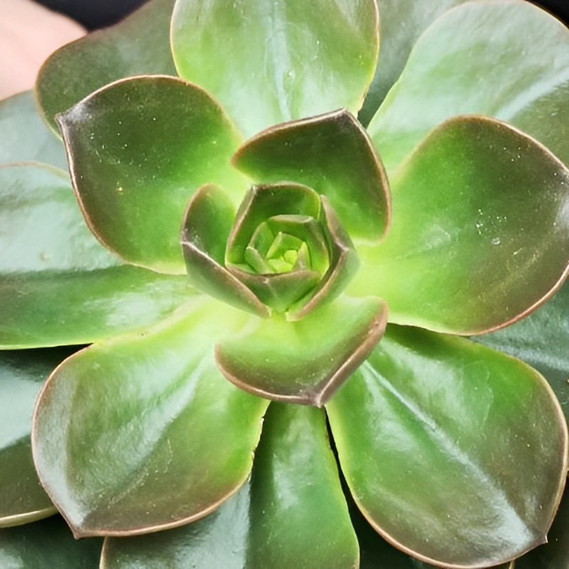Эхеверия Блэк Мэджик (Echeveria Black Magic) D8см