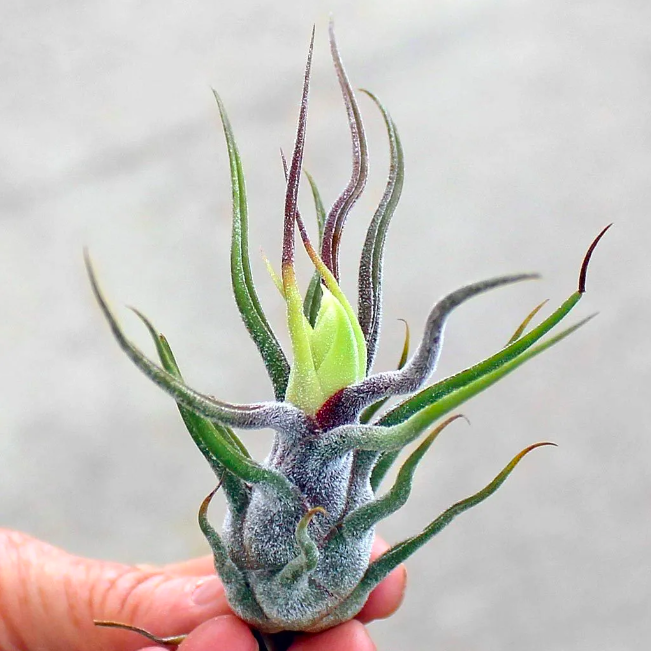 Тилландсия Пруиноса (Tillandsia Pruinosa)