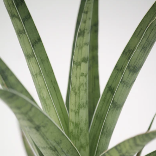 Сансевиерия Том Грацилис (Sansevieria Tom Gracilis) D6см
