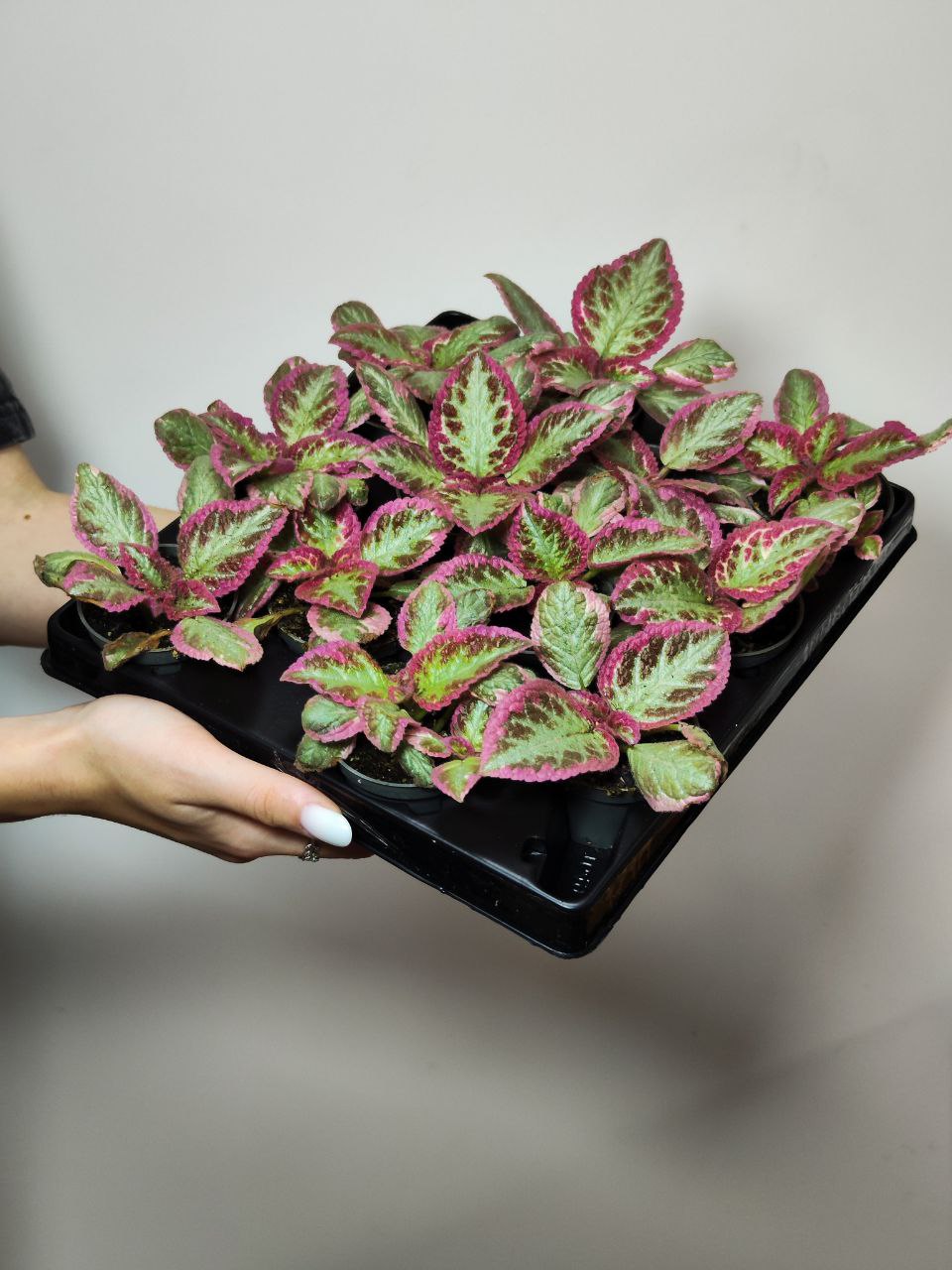 Эписция Пинк Брокадэ (Episcia Pink Brocade) D6см