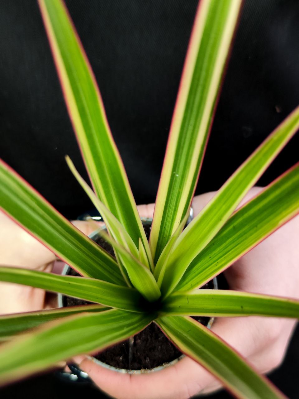Драцена Маргината Биколор (Dracaena Marginata Bicolor) D6см