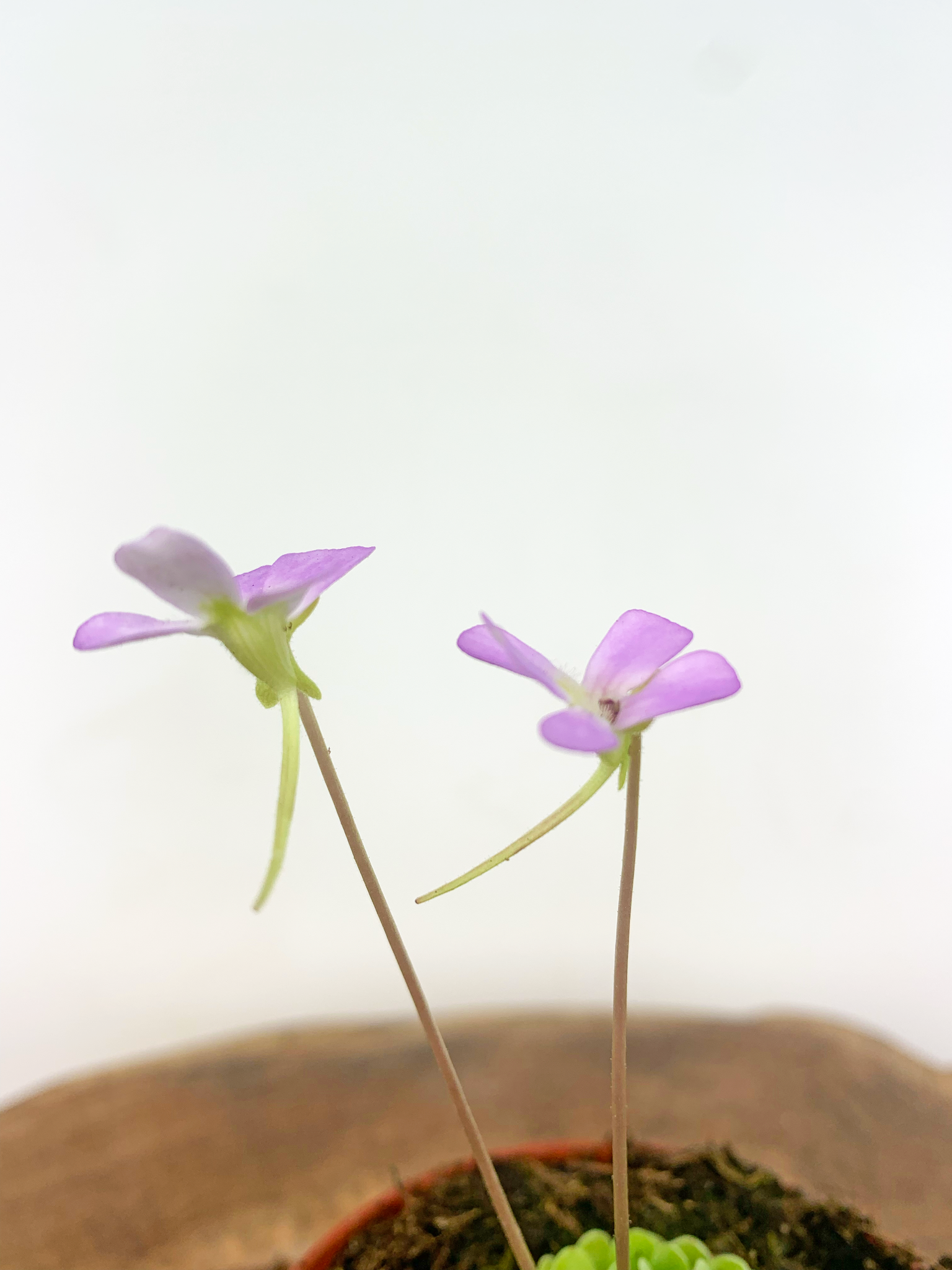 Жирянка Эссериана (Pinguicula Esseriana) D9см