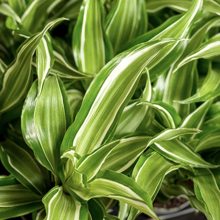 Драцена Фрагранс Канзи (Dracaena Fragrans Kanzi) D6см