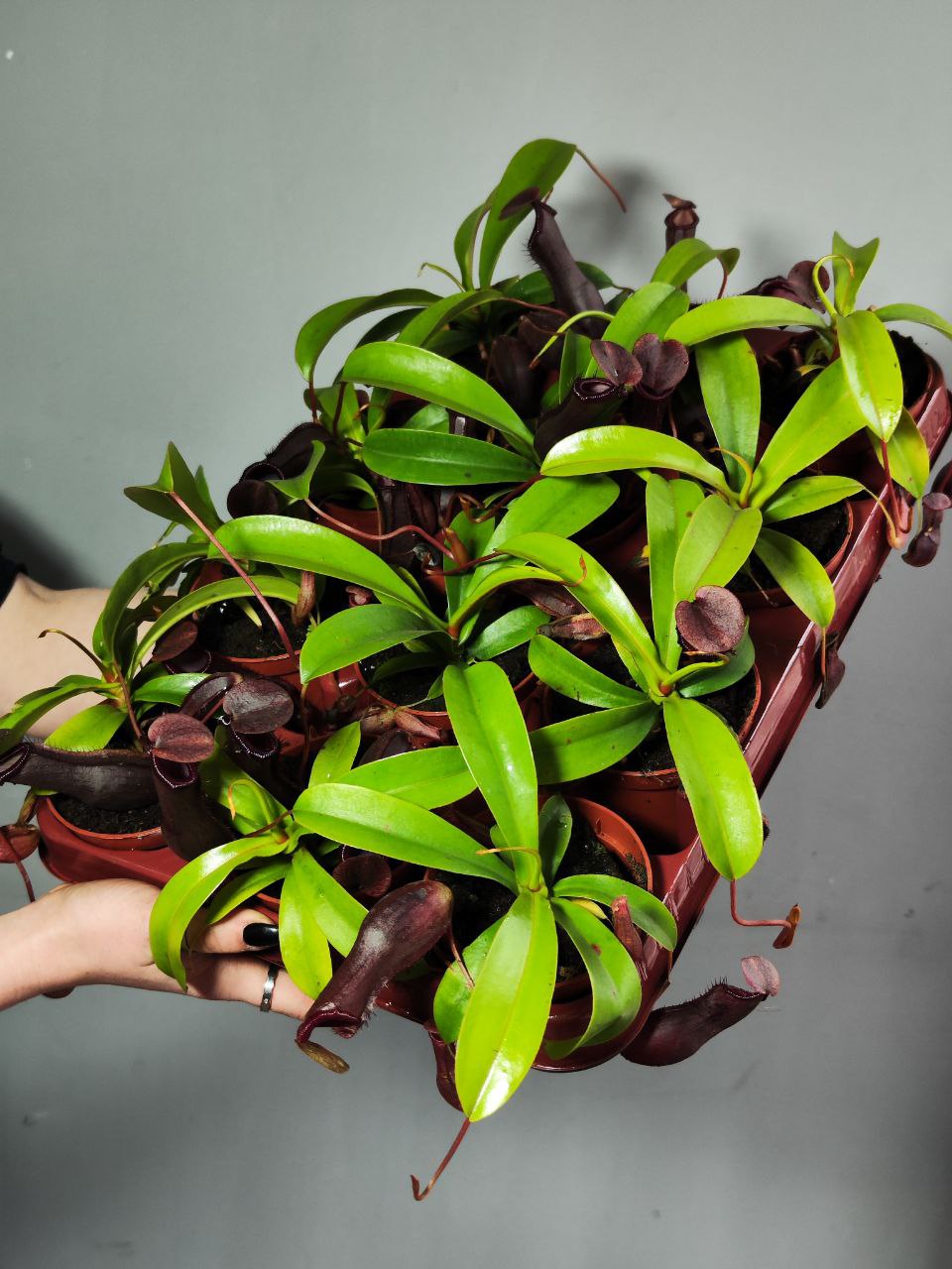 Непентес Гибрид Лоуи X Вентрикоза (Nepenthes lowii х Ventricosa) D9см