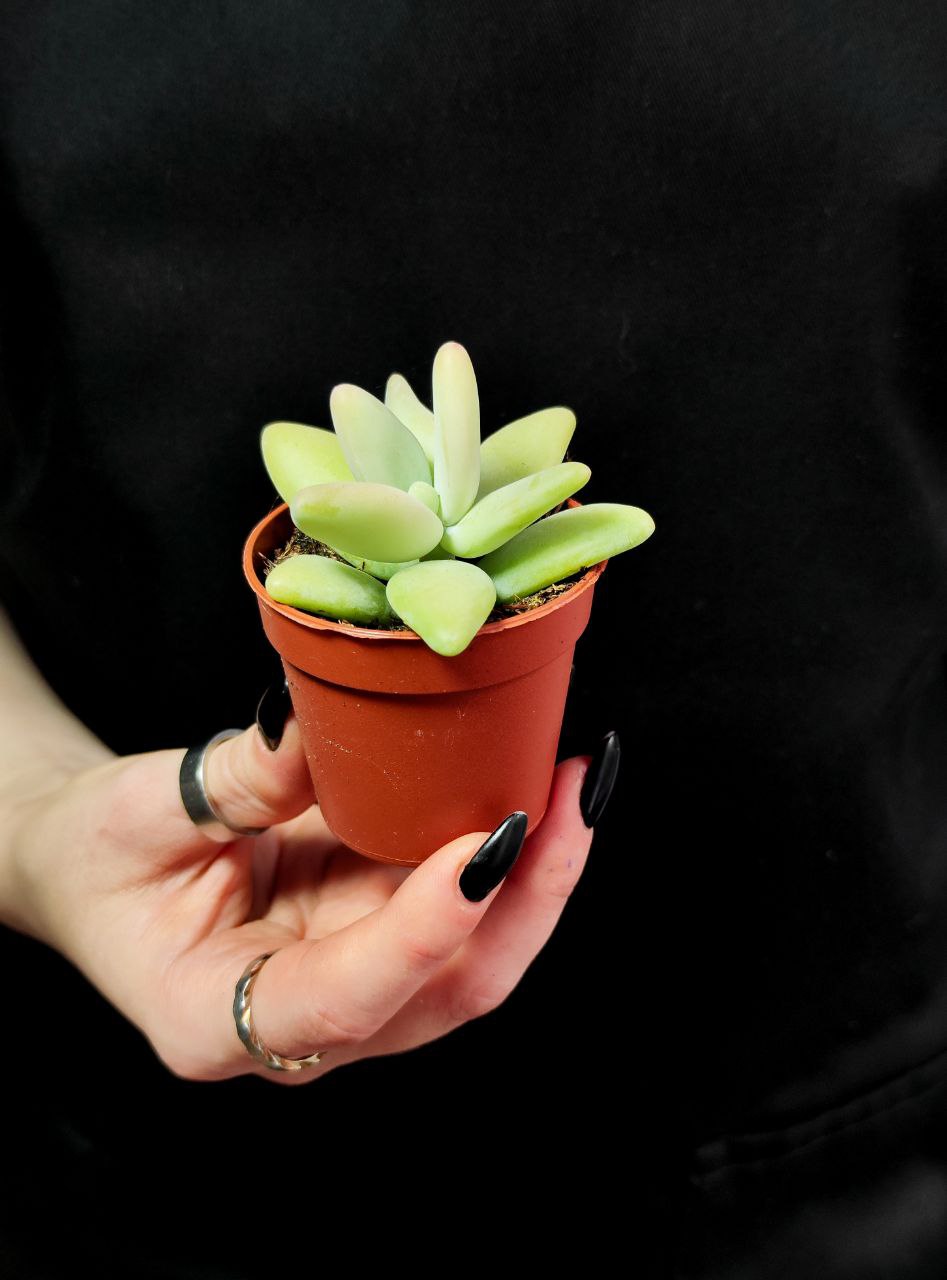 Пахифитум Вердермана (Pachyphytum Werdermannii) D5см