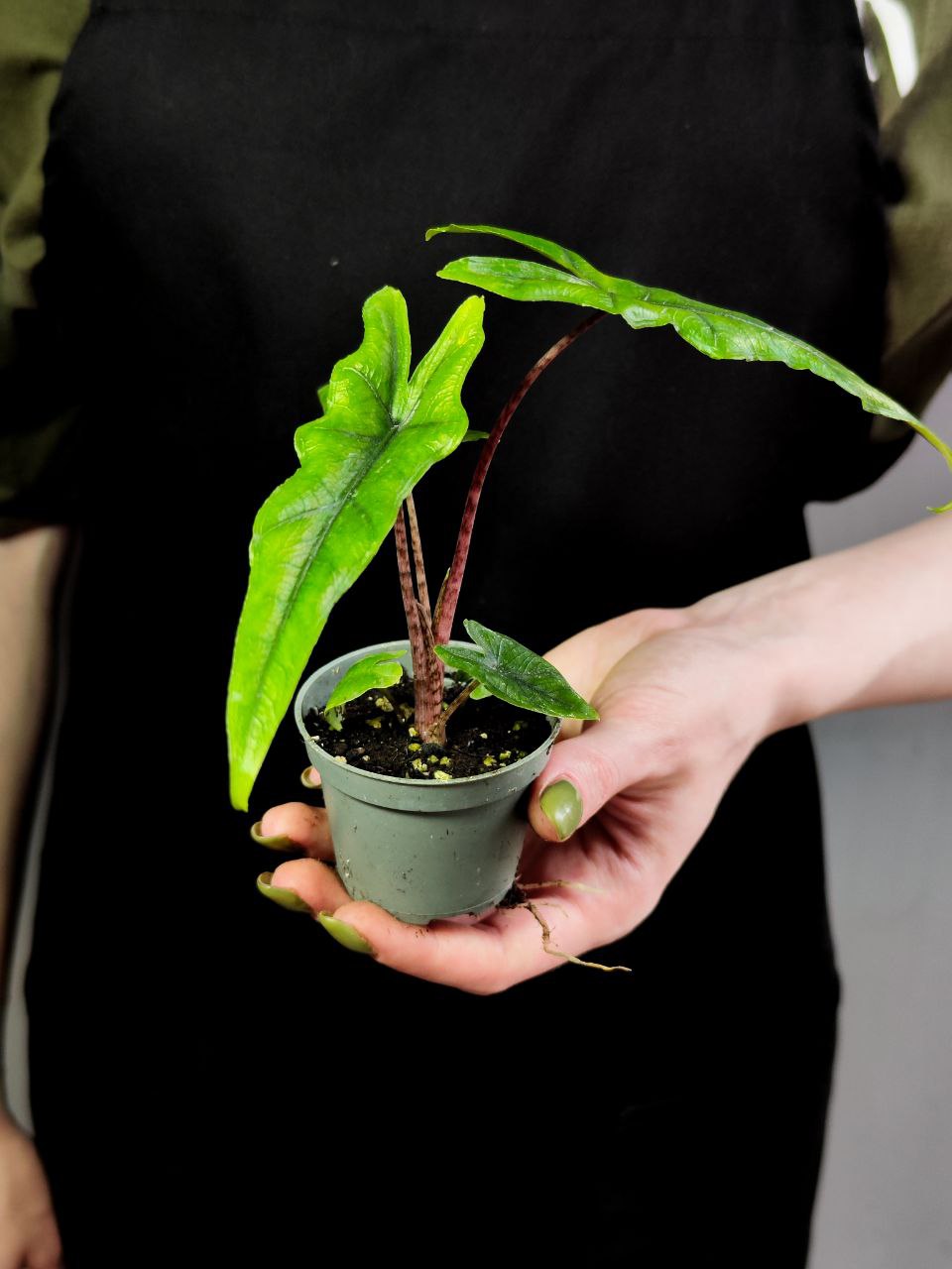 Алоказия Сабрина Нэрроу (Alocasia Sabrina Narrow) D6см