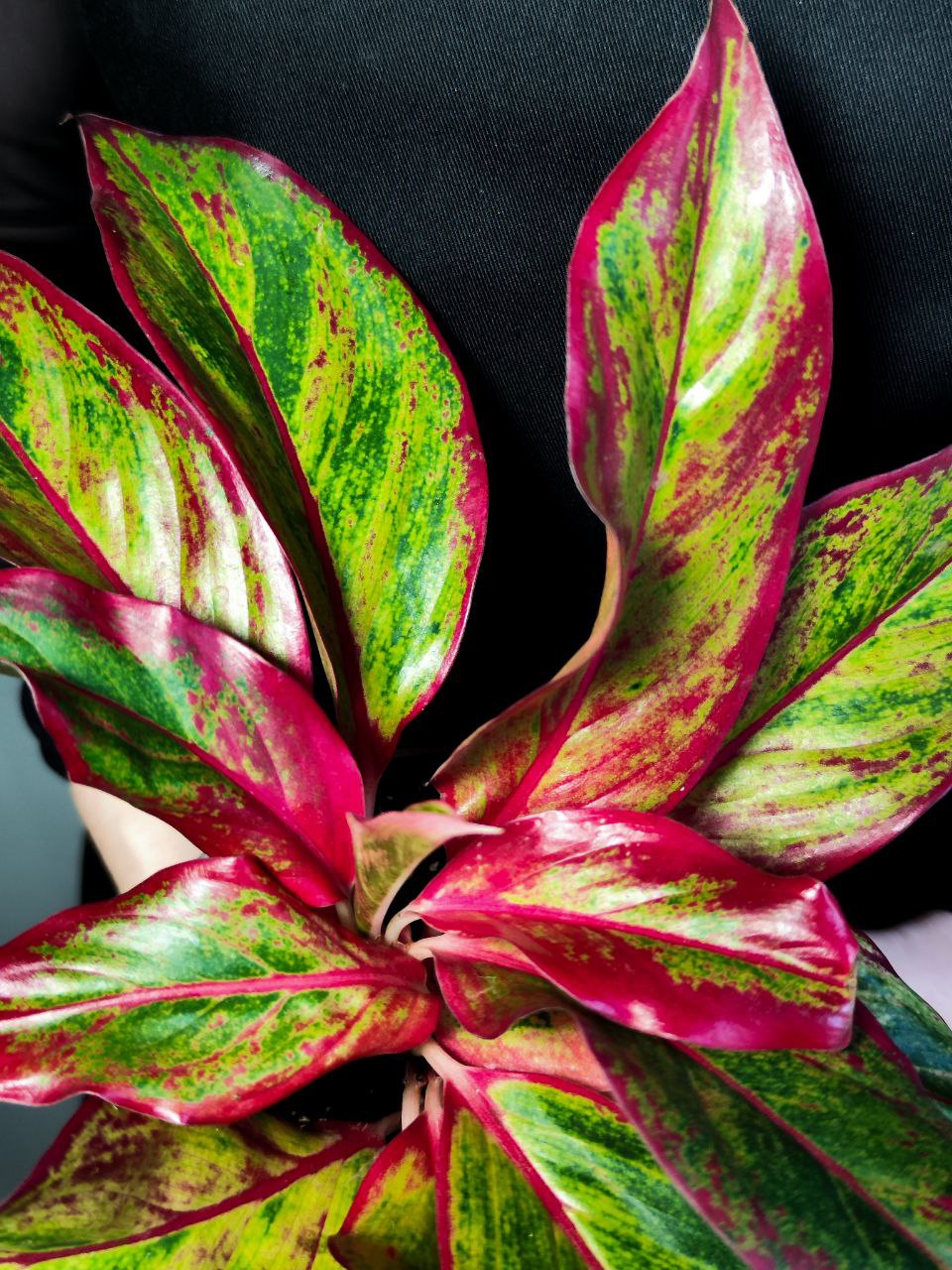 Аглаонема Крит Флейм (Aglaonema Crete Flame) D12см