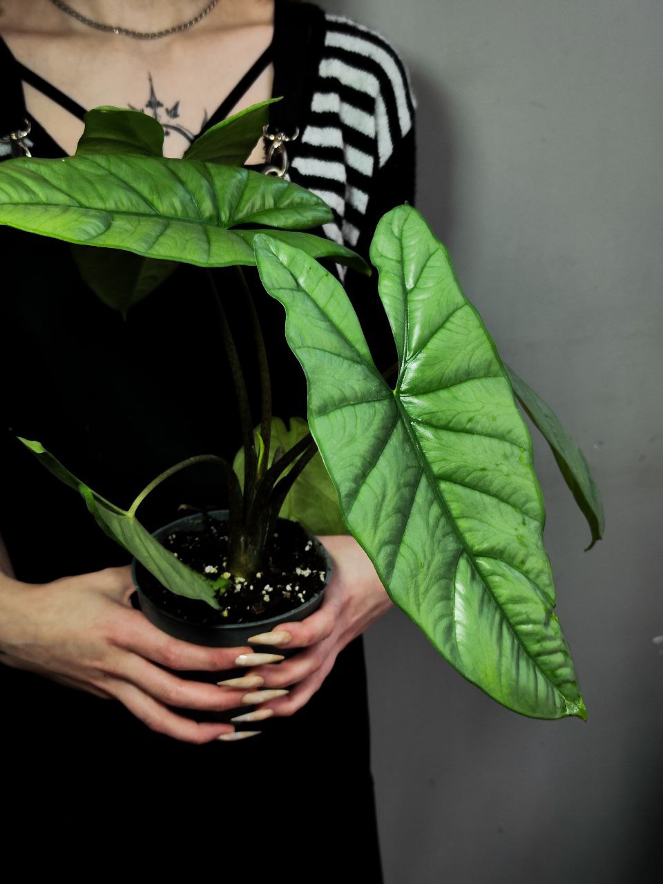 Алоказия Гетерофилла Коразон (Alocasia Heterophylla Corazon) D12см