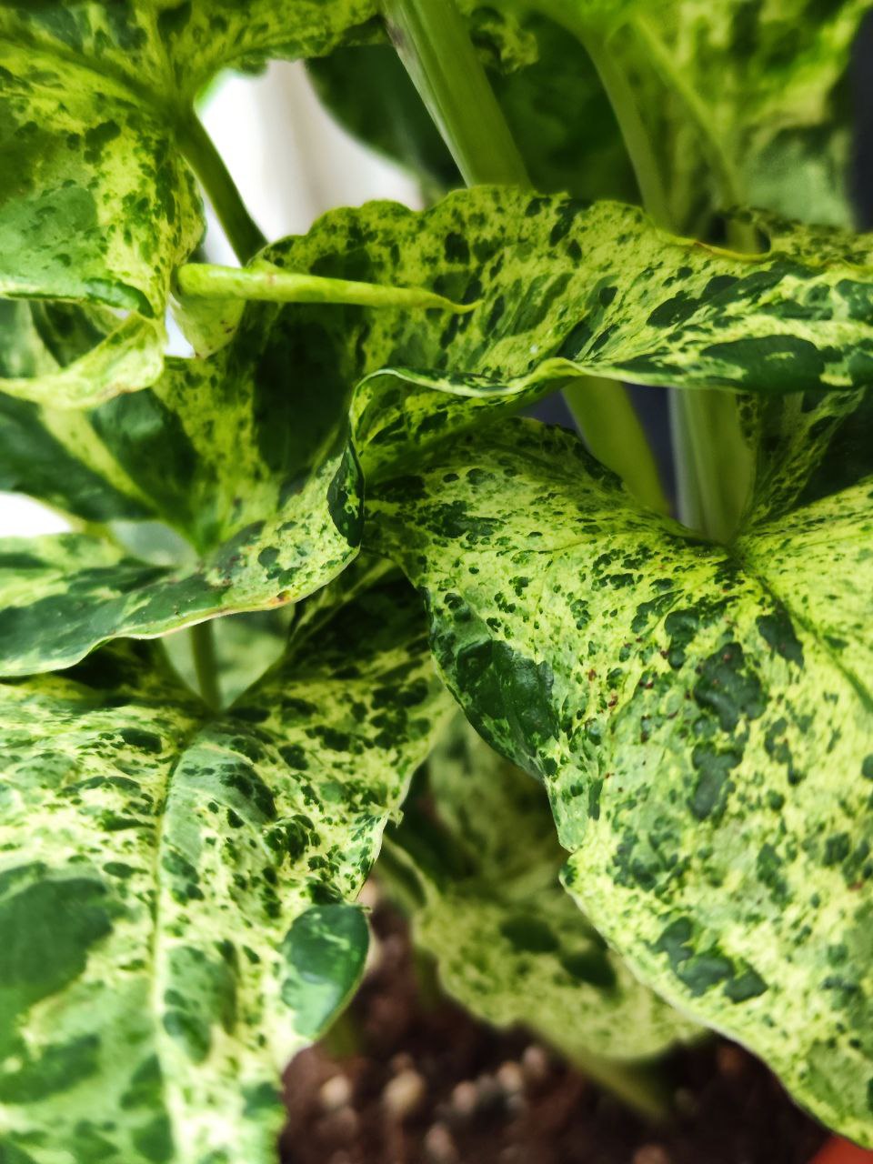 Сингониум Моттлед (Syngonium Mottled) D12см
