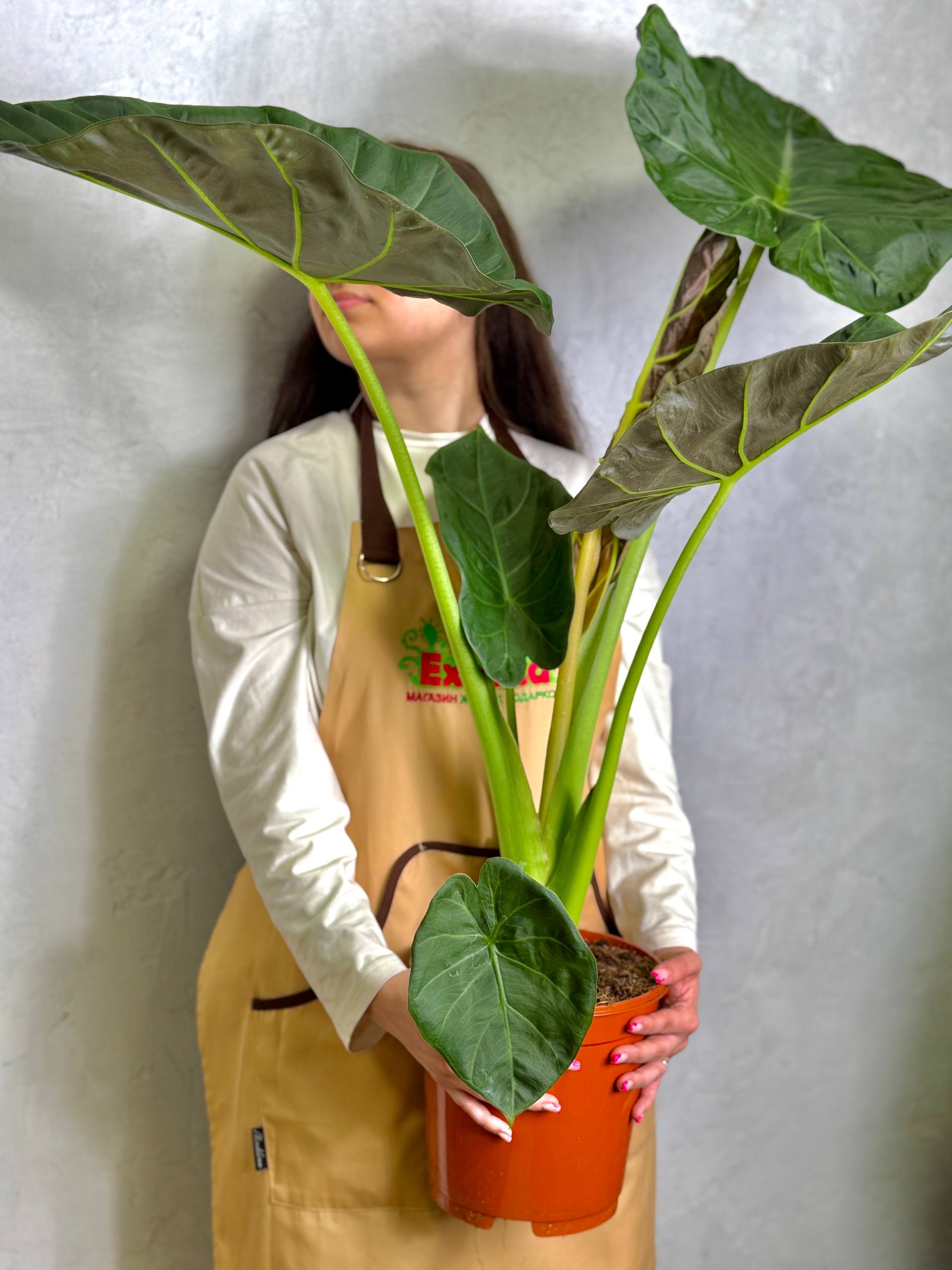 Алоказия Регал Шилдс (Alocasia Regal Shields) D21см