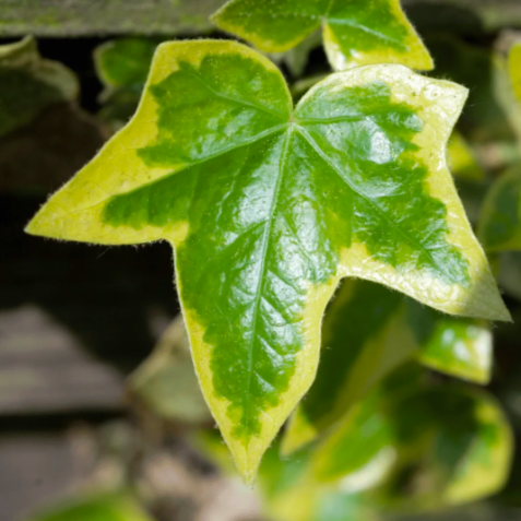 Хедера Хеликс Вариегата Йеллоу (Hedera Helix Variegata Yellow) D6см