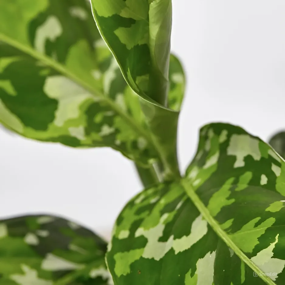 Аглаонема Пиктум Триколор (Aglaonema Pictum Tricolor) D6см