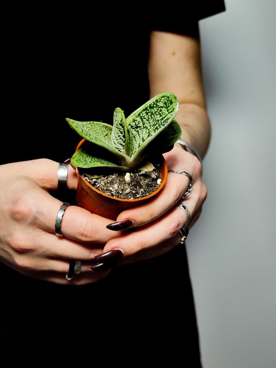 Гастерия Смоки (Gasteria Smokey) D5см