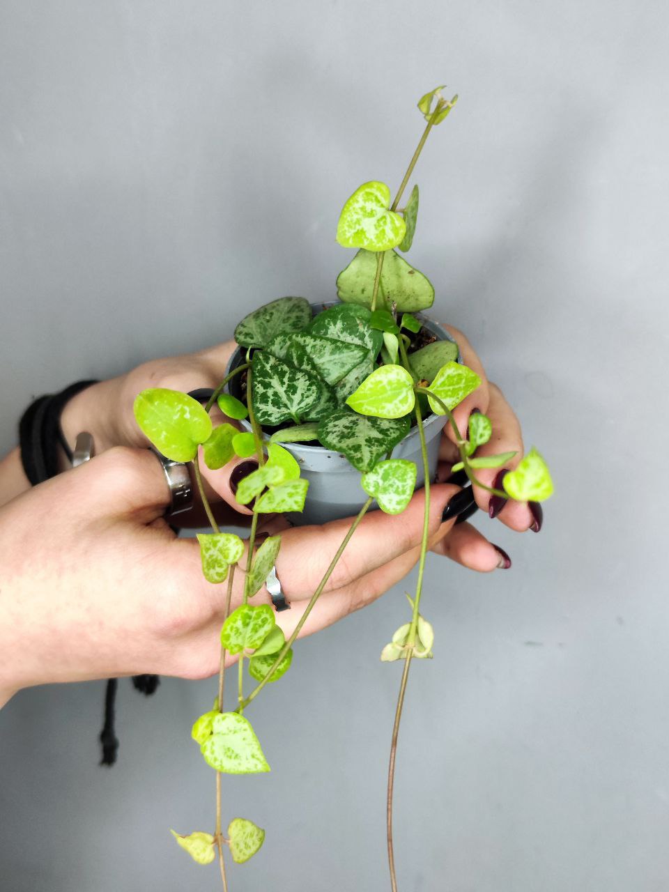 Церопегия Вуда "Цепочка Стрел" (Ceropegia Woodii "String of Arrows") D6см
