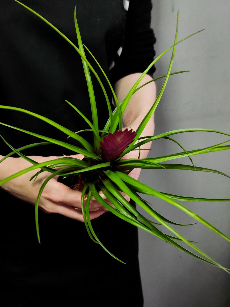 Тилландсия Синяя (Wallisia Cyanea) D7см