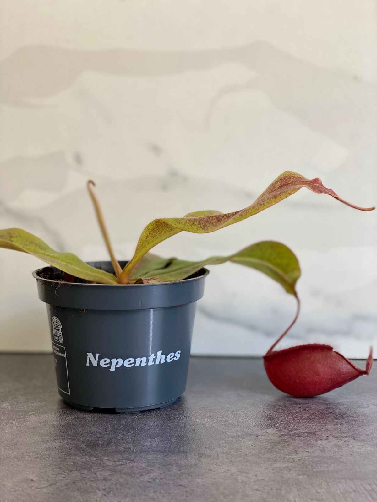 Непентес Ампулярия Красная (Nepenthes Ampullaria Red) D9см