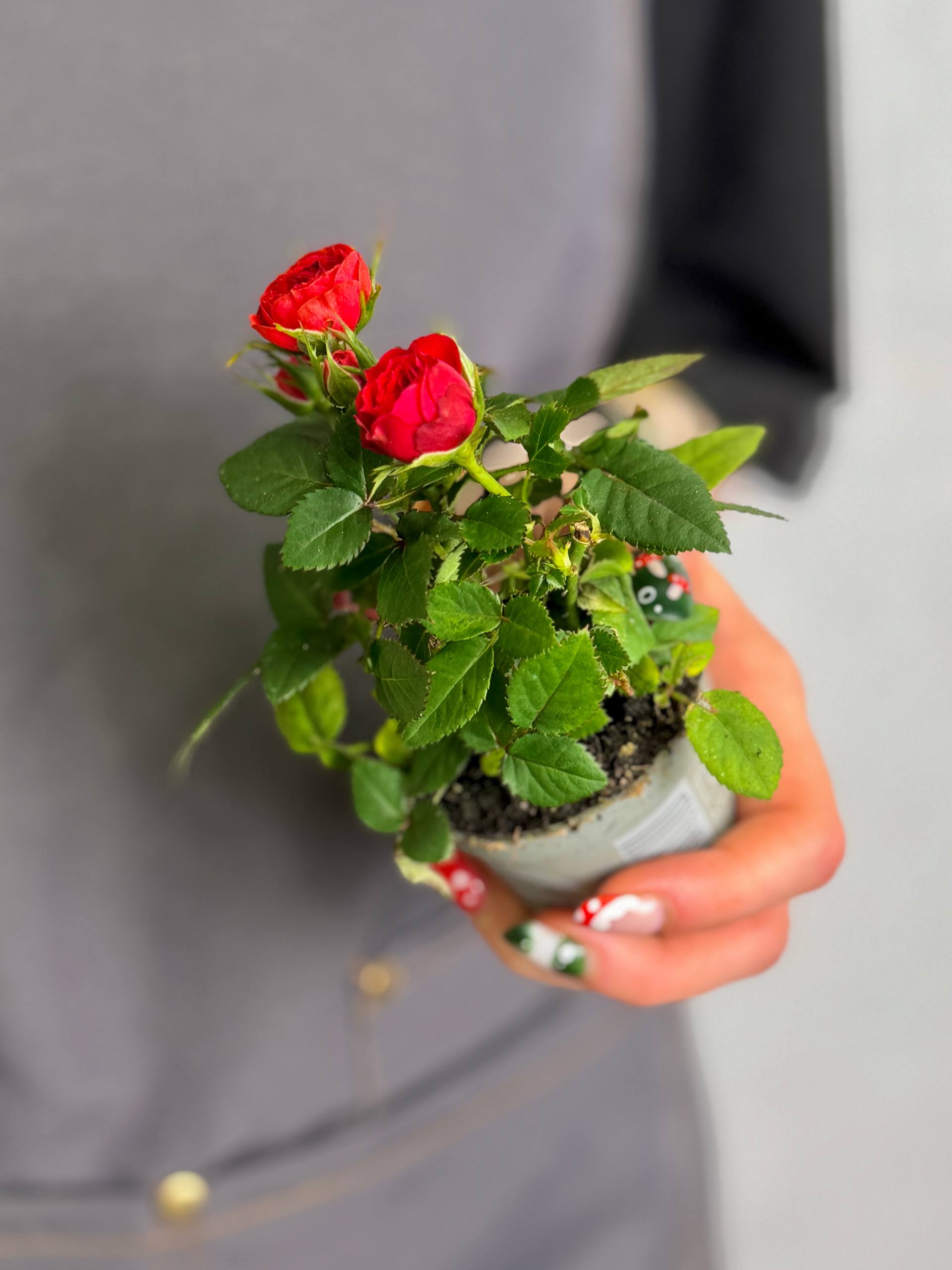 Роза Даника комнатная красная (Rosa Danica Red) D6см