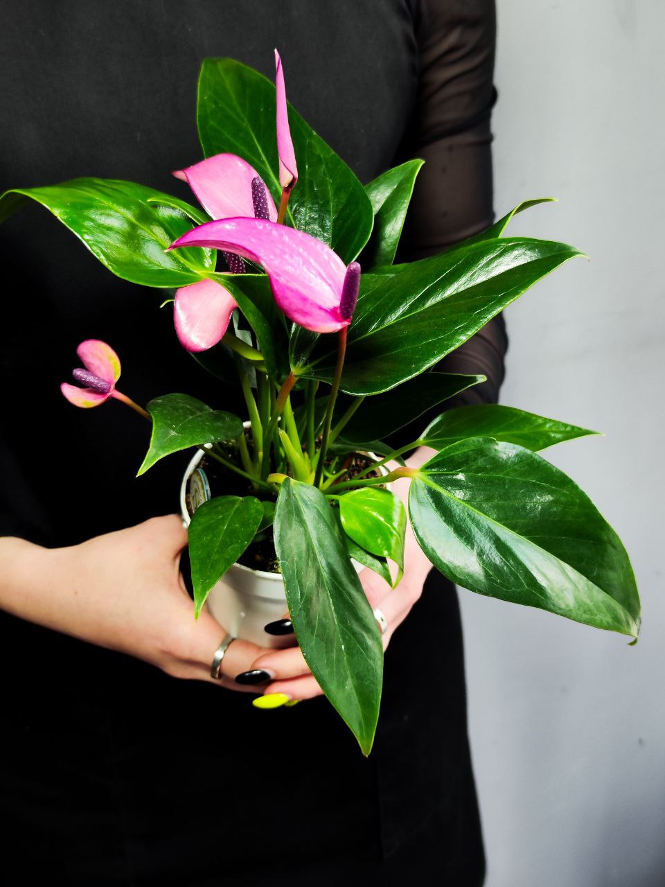 Антуриум Андре Зизу (Anthurium Andre Zizou) D9см