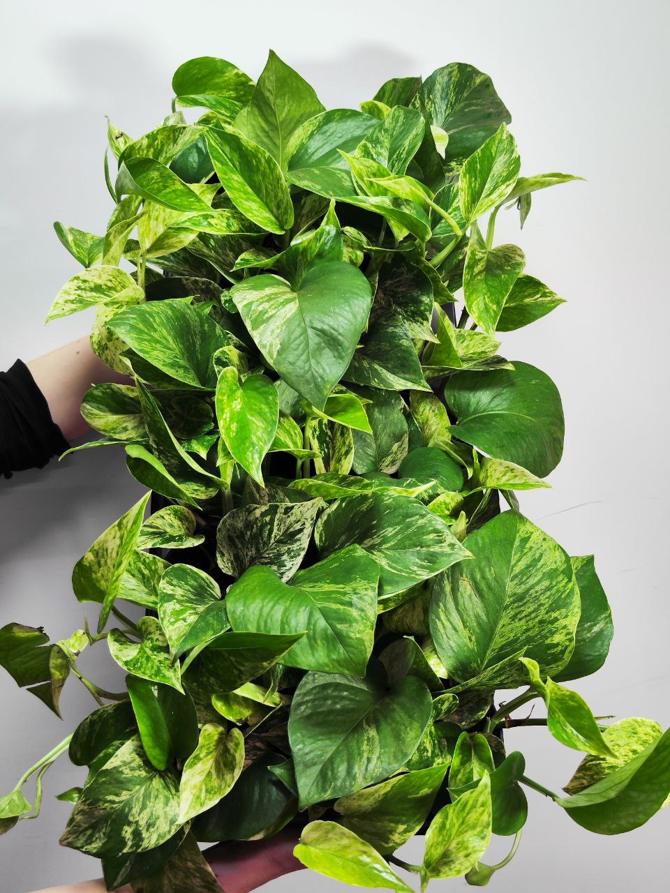 Эпипремнум Марбл Квин (Epipremnum Marble Queen) D12см