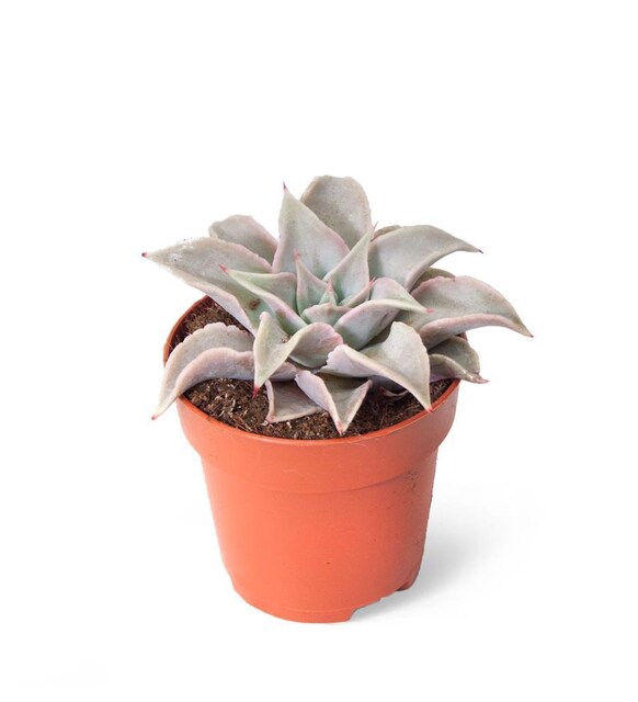 Эхеверия мадиба (Echeveria Madiba) D8см