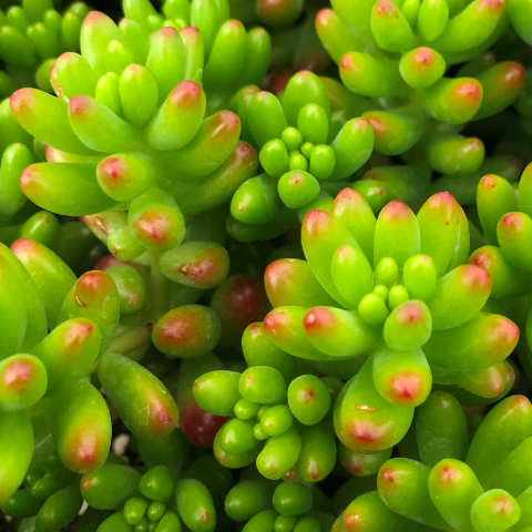 Седум Рубротинктум (Sedum Rubrotinctum) D8см
