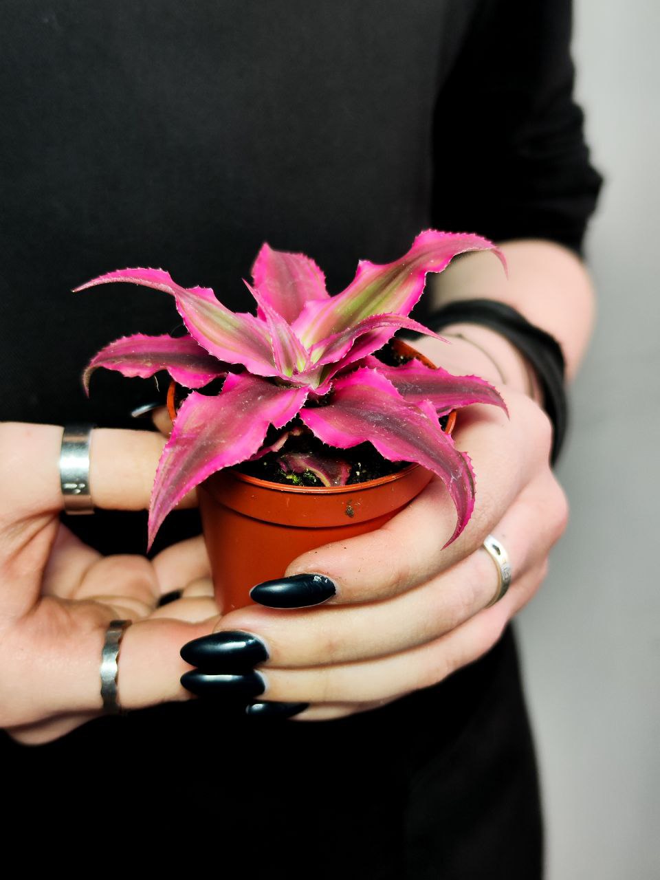 Криптантус Рубин Стар (Cryptanthus Rubin Star) D5см