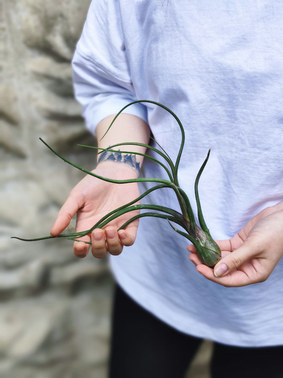 Тилландсия Псевдобалей (Tillandsia pseudobaileyi) XL