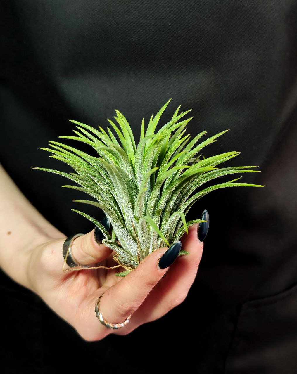 Тилландсия Ионанта Зеленая XL (Tillandsia Ionantha Green XL)