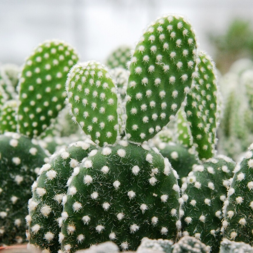 Опунция Микродазис Альба (Opuntia Microdasys Alba) D5см