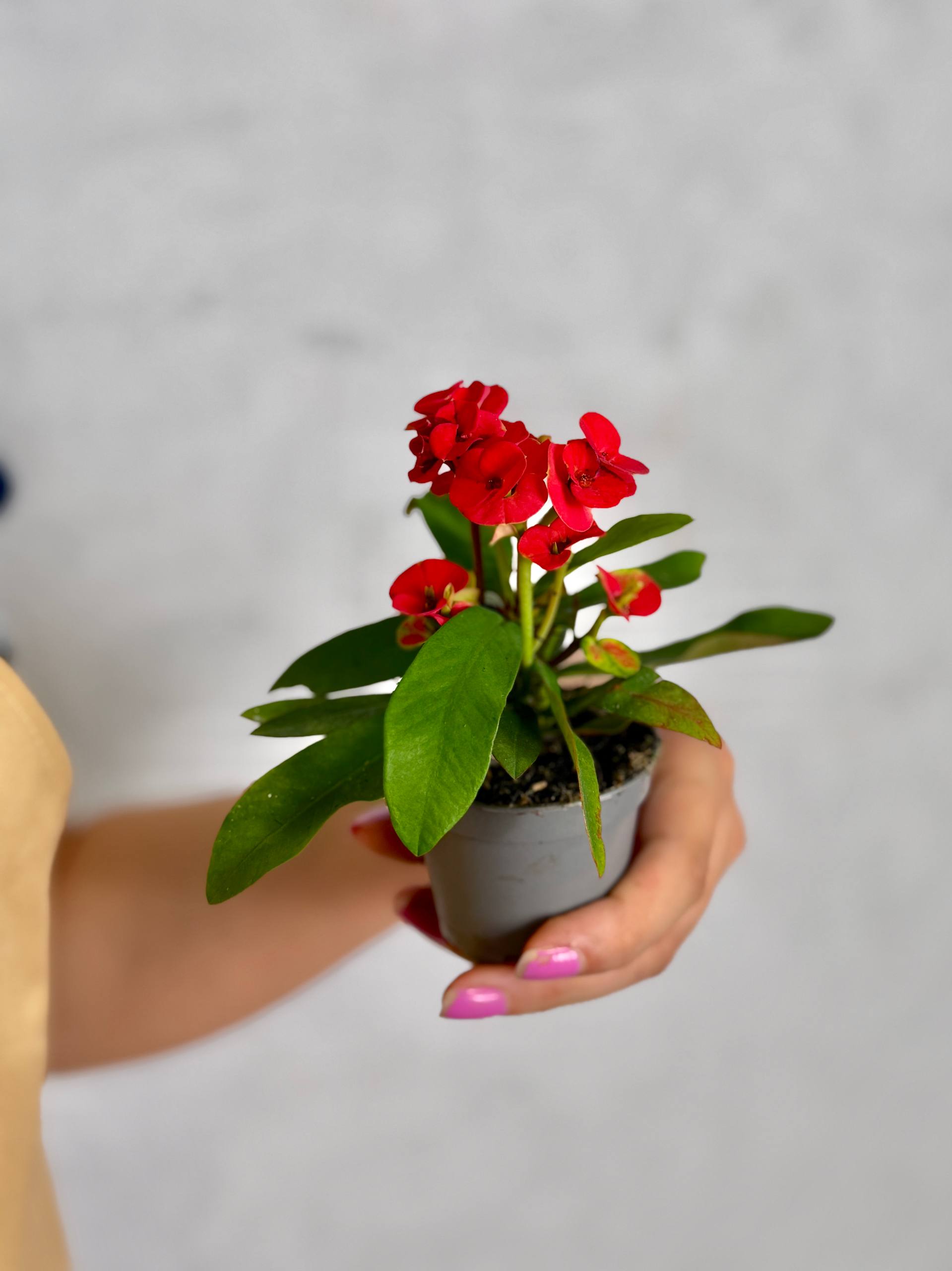 Эуфорбия Миля Красная (Euphorbia Milii Red) D6см