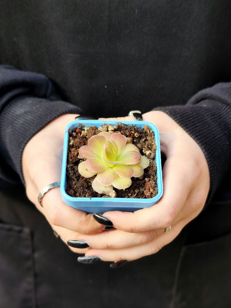 Жирянка Черри Блоссом, или Вишневая (Pinguicula Cherry Blossom) D5см