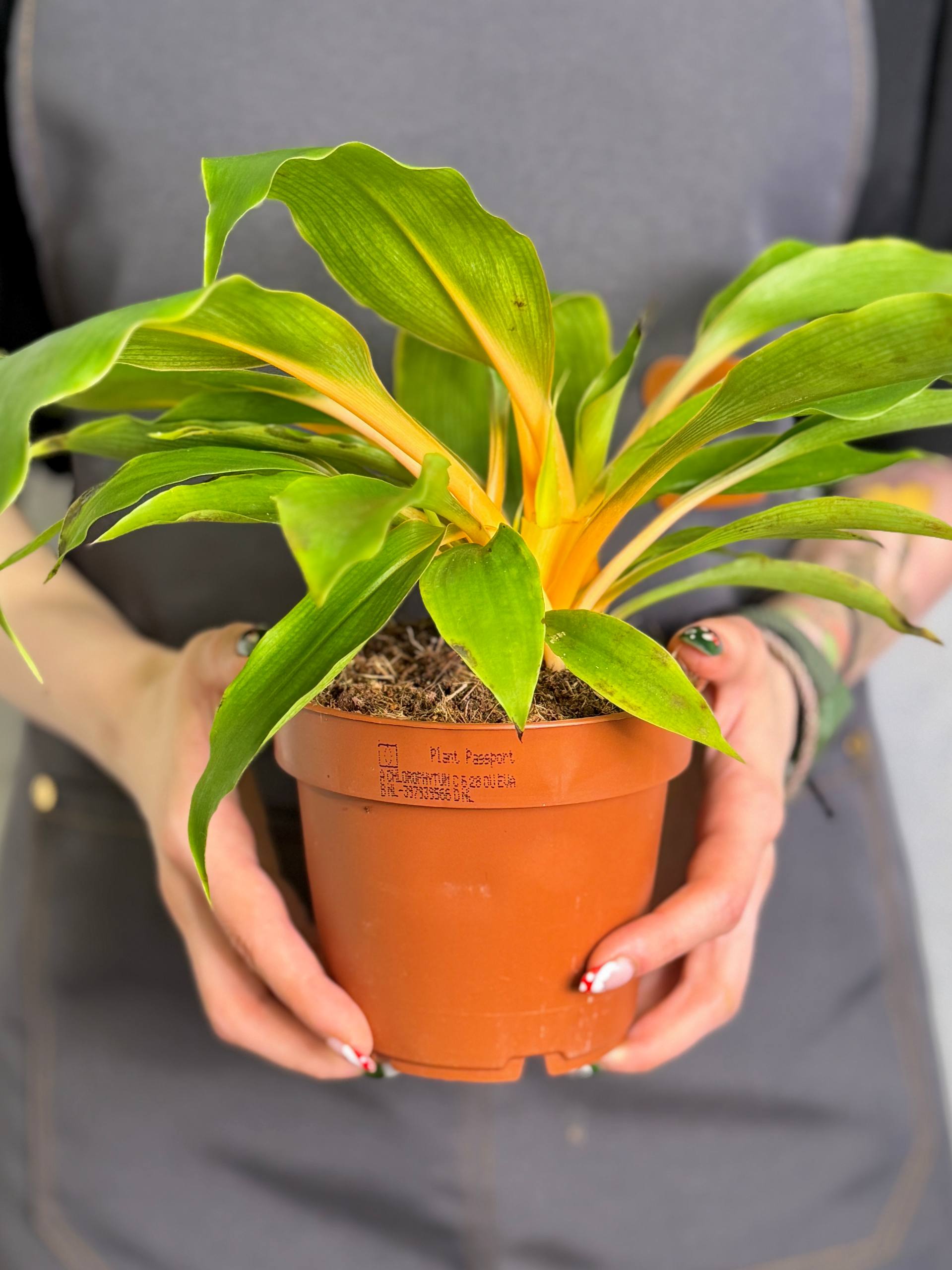 Хлорофитум Грин Оранж (Chlorophytum Green Orange) D12см