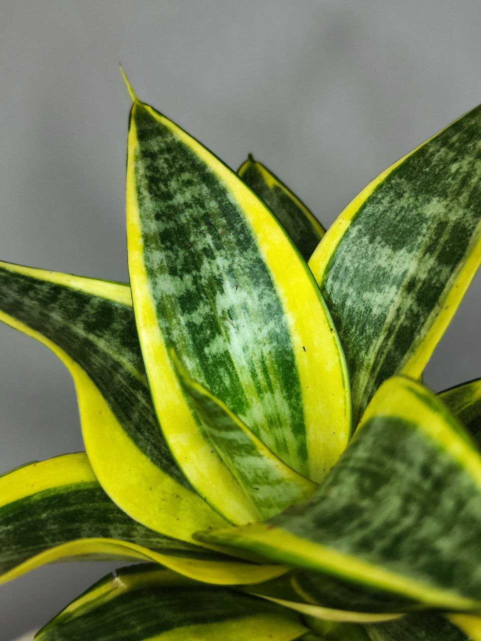 Сансевиерия Ханни Голден (Sansevieria Hahnii Golden) D6см