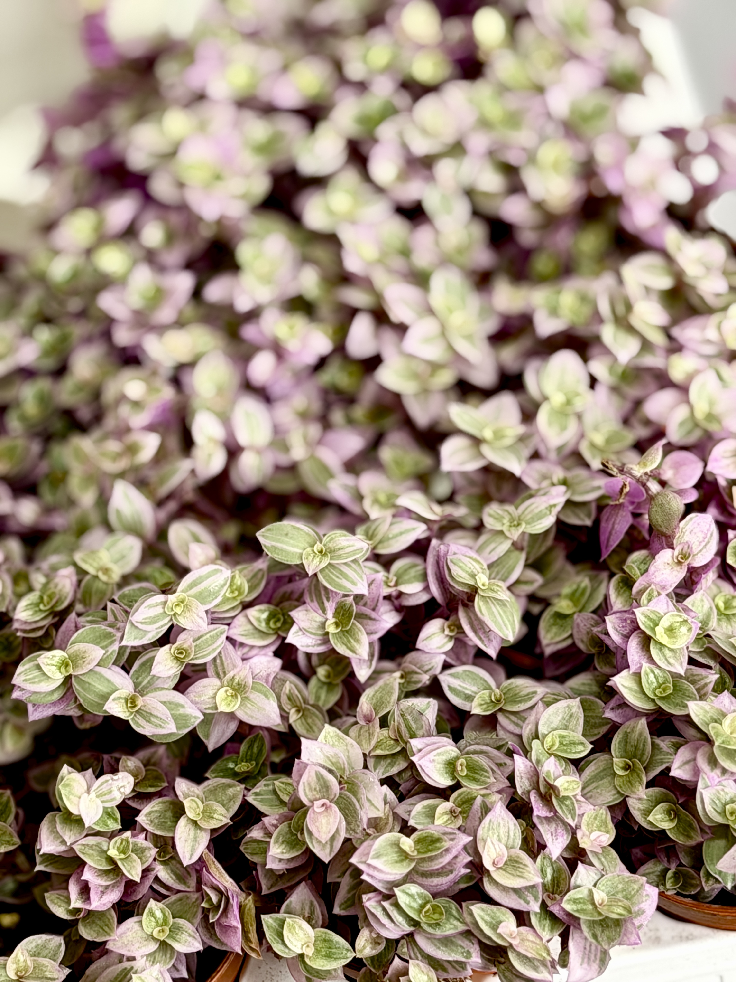 Каллизия Ползучая Пинк Пантер, или Розовая Пантера (Callisia Repens Pink Panther) D5см